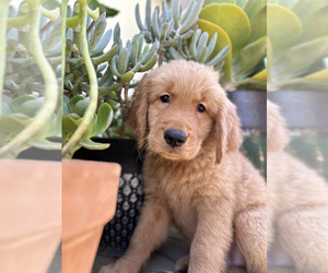Golden Retriever Puppy for sale in FRESNO, CA, USA