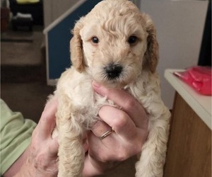 Poodle (Miniature) Puppy for Sale in NASHVILLE, Tennessee USA