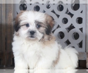Zuchon Puppy for Sale in MOUNT VERNON, Ohio USA