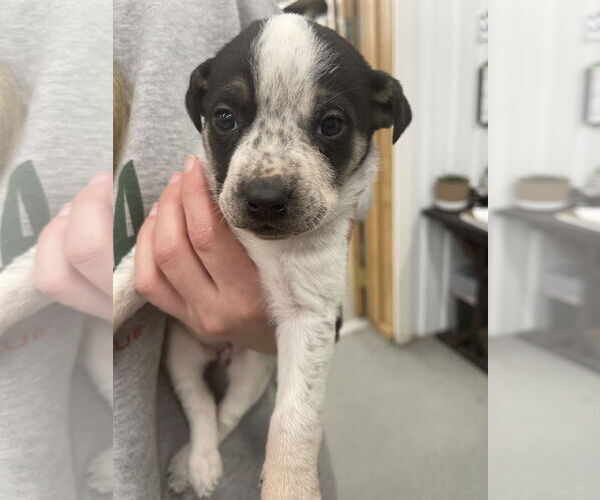 Medium Photo #20 American Bulldog-German Shepherd Dog Mix Puppy For Sale in Princeton, MN, USA