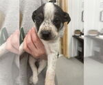 Small #19 American Bulldog-German Shepherd Dog Mix