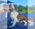 Small #5 Australian Shepherd-Chihuahua Mix