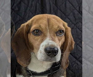 Beagle Dogs for adoption in Bethesda, MD, USA