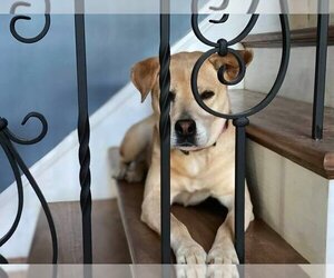 Peaches - Female Labrador Retriever-Unknown Mix Dog for Adoption - Photo #2