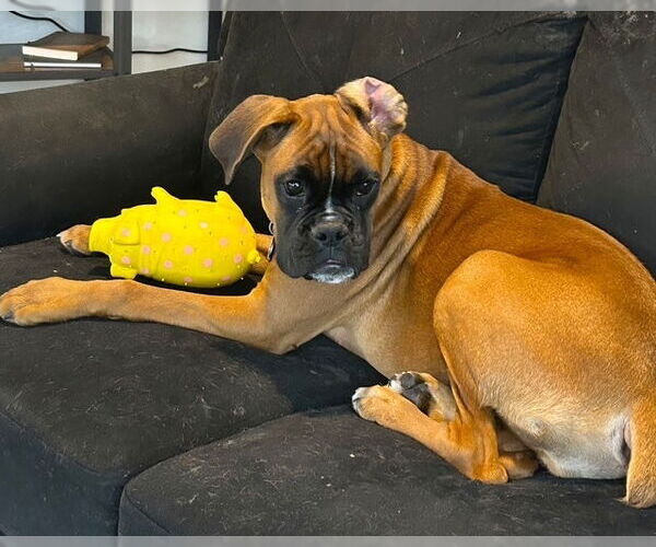 Medium Photo #4 Boxer Puppy For Sale in Austin, TX, USA