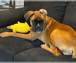 Small #3 Boxer