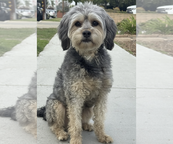 Medium Photo #1 Havanese-Unknown Mix Puppy For Sale in Newport Beach, CA, USA