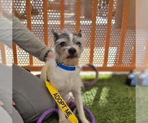 Mutt Dogs for adoption in Las Vegas, NV, USA