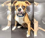 Small #4 Boxer