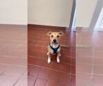 Small #2 Labrador Retriever Mix
