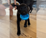 Small #1 Boxer Mix