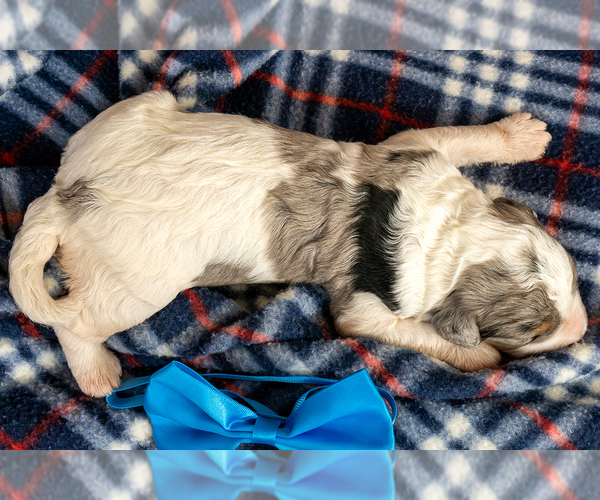 Medium Photo #2 Bernedoodle (Miniature) Puppy For Sale in ROY, UT, USA