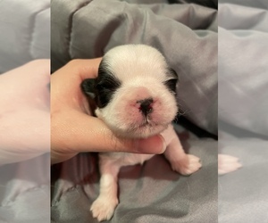 Shih Tzu Puppy for sale in VISALIA, CA, USA