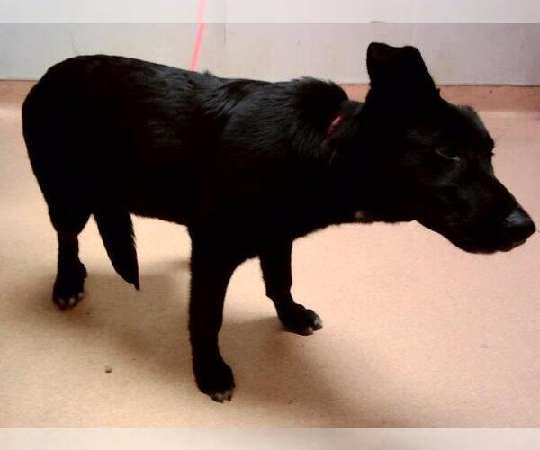 Medium Photo #1 Labrador Retriever-Unknown Mix Puppy For Sale in Martinez, CA, USA