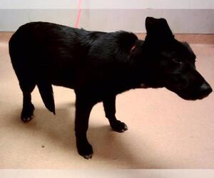 Labrador Retriever-Unknown Mix Dogs for adoption in Martinez, CA, USA