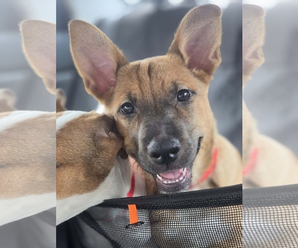 Medium Photo #2 Pointer-Unknown Mix Puppy For Sale in Sanford, FL, USA
