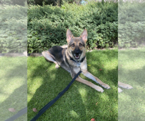 German Shepherd Dog-Mutt Mix Puppy for sale in SAN DIEGO, CA, USA