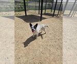Small Mutt