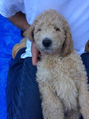 Poodle (Standard) Puppy for sale in KLAMATH FALLS, OR, USA
