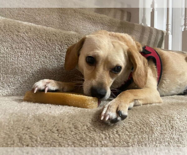 Medium Photo #3 Beagle-Chihuahua Mix Puppy For Sale in East Derry, NH, USA
