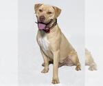 Small #1 Labrador Retriever-Staffordshire Bull Terrier Mix