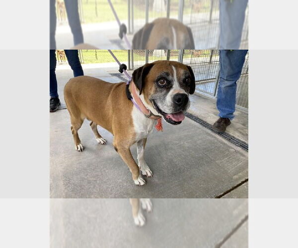 Medium Photo #2 Boxer Puppy For Sale in Austin, TX, USA