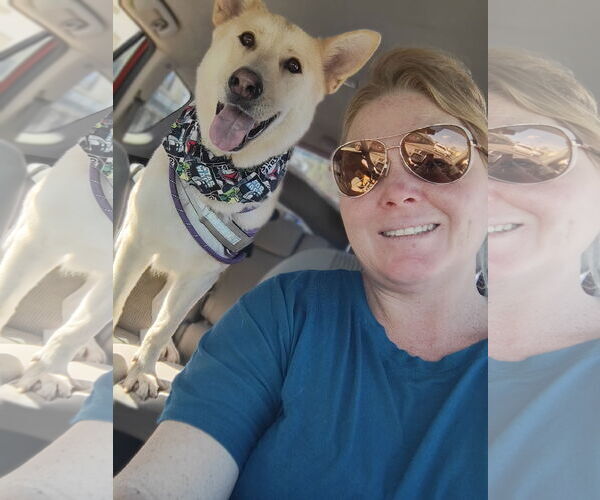 Medium Photo #2 Labrador Retriever-Unknown Mix Puppy For Sale in Fallbrook, CA, USA