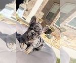 Tilly Milly - Female French Bulldog Puppy for Sale - Photo #8