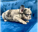 Small Photo #36 French Bulldog Puppy For Sale in SCREVEN, GA, USA