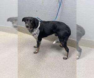 Border Collie-Unknown Mix Dogs for adoption in Las Vegas, NV, USA