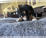 Puppy 1 Poogle