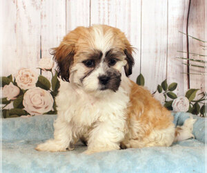 Zuchon Puppy for sale in PENNS CREEK, PA, USA