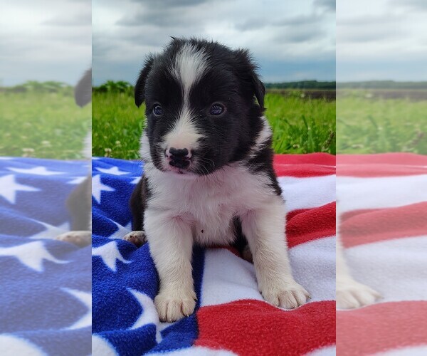 Medium Photo #83 Border Collie Puppy For Sale in NORBORNE, MO, USA