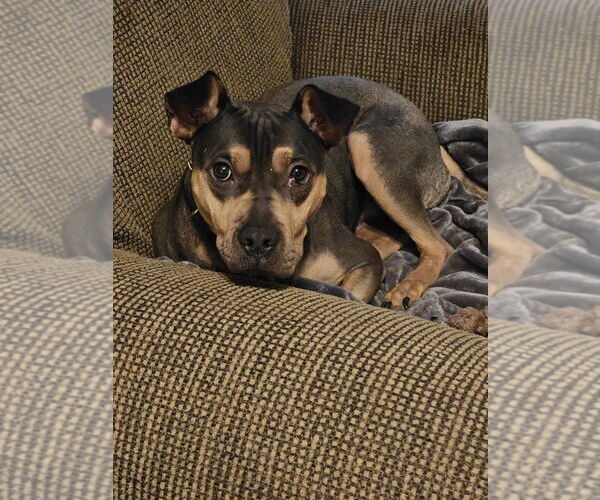 Medium Photo #6 Rus-A-Pei Puppy For Sale in Chandler, AZ, USA