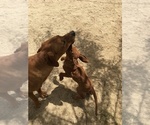 Small Photo #75 Rhodesian Ridgeback Puppy For Sale in MORONGO VALLEY, CA, USA