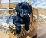 Small #7 Labrador Retriever