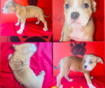 Puppy Puppy 5 American Bully