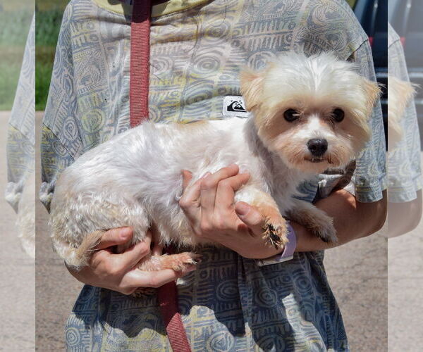 Medium Photo #2 Maltese Puppy For Sale in Huntley, IL, USA
