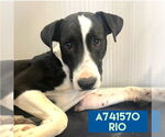 Small American Staffordshire Terrier Mix