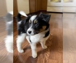 Small Photo #4 Border Collie-Papillon Mix Puppy For Sale in CULPEPER, VA, USA