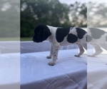 Small Photo #14 German Shorthaired Pointer Puppy For Sale in CORBIN, KY, USA