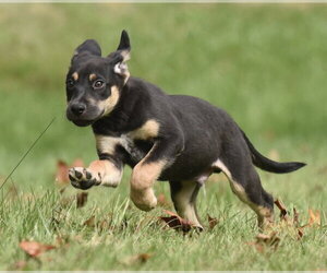 Tuba - Male Australian Shepherd-Unknown Mix Dog for Adoption - Photo #11