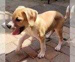 Small #7 Beagle Mix
