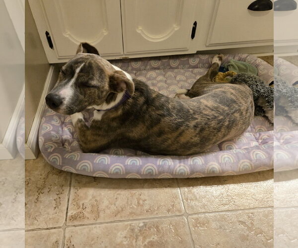 Medium Photo #28 Mutt Puppy For Sale in Fargo, ND, USA