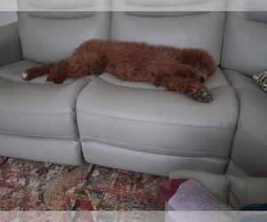 Poodle (Standard) Puppy for sale in GURNEE, IL, USA