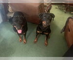 Small #6 Rottweiler Mix