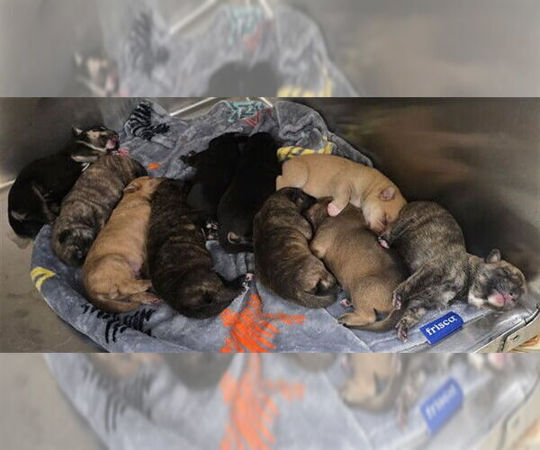 Medium Photo #1 German Shepherd Dog-Unknown Mix Puppy For Sale in Riverside, CA, USA