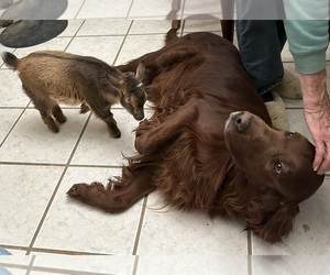 Father of the Irish Setter puppies born on 06/10/2026