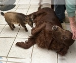 Small Photo #1 Irish Setter Puppy For Sale in CLEVELAND, TN, USA