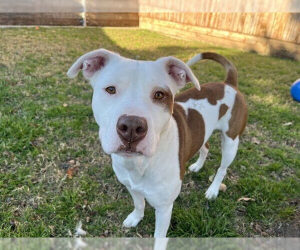 Medium Photo #2 Mutt Puppy For Sale in Plano, TX, USA